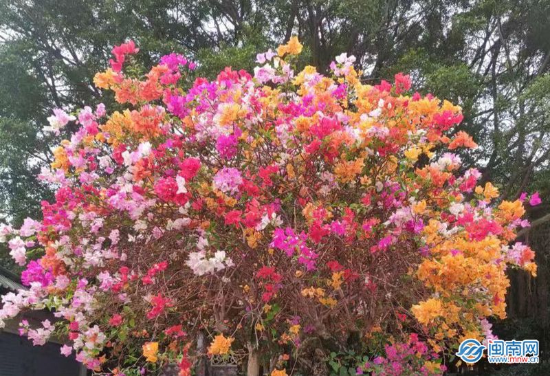 写给她的温柔情话：那些藏在日常里的爱意