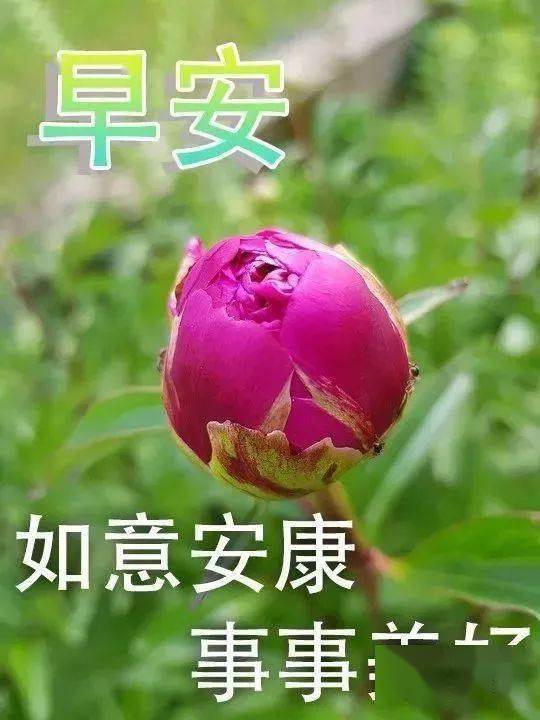 清晨的温柔告白