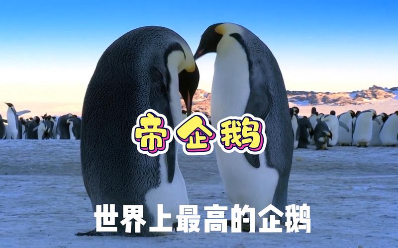 《帝企鹅日记》:生命的奇迹与坚韧 《帝企鹅日记》:生命的奇迹与坚韧