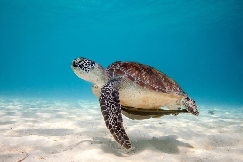 今天,我遇见了一只海龟 今天,我遇见了一只海龟