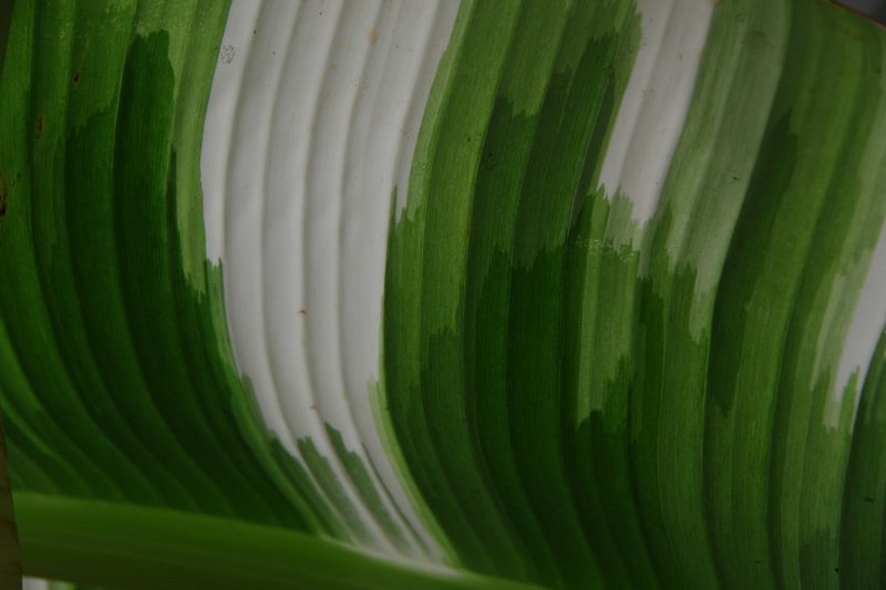 绿豆芽成长日记