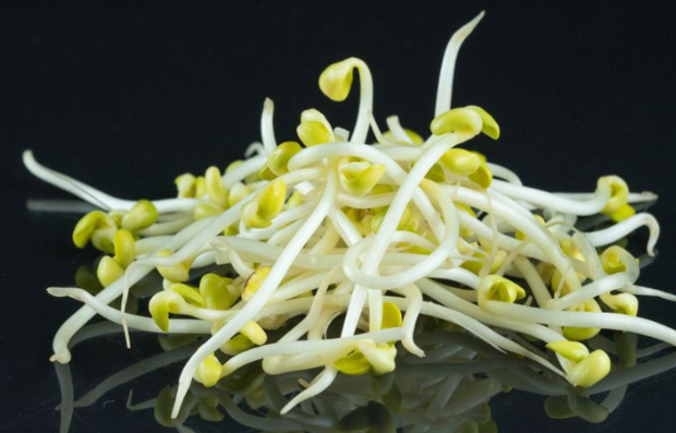 绿豆发芽了，我竟然有点舍不得