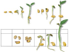 从一颗豆到嫩芽,我等了七天 从一颗豆到嫩芽,我等了七天