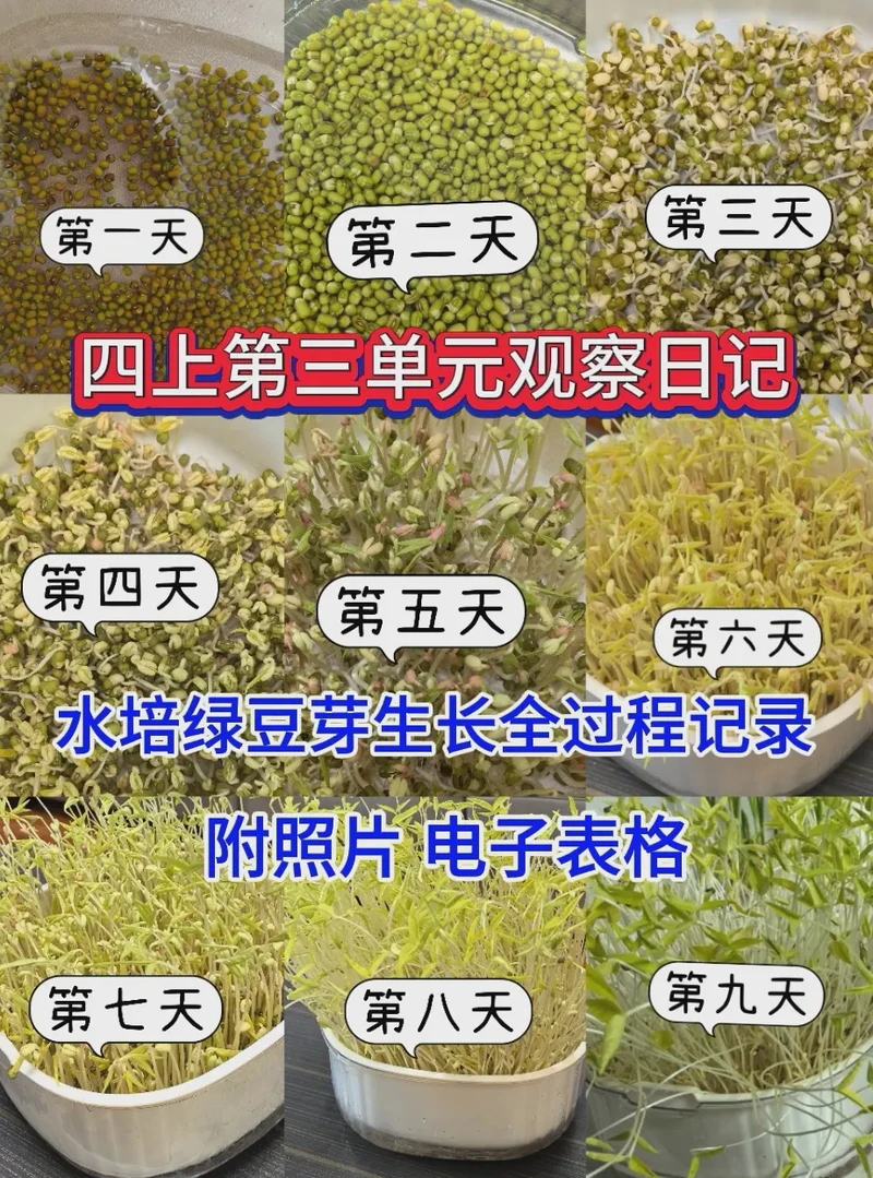 绿豆芽的生长观察日记:生命的奇迹 绿豆芽的生长观察日记:生命的奇迹