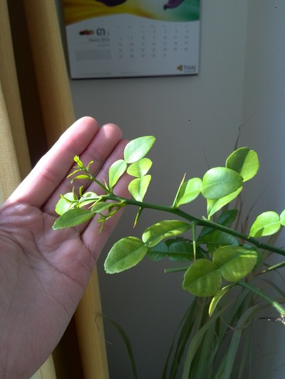 春风拂面的日记