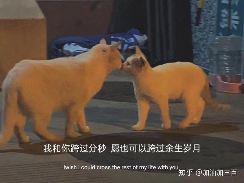 知乎情话：那些让人怦然心动的浪漫告白