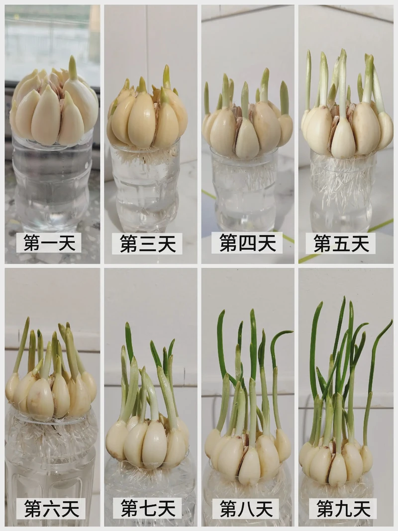 种蒜的日子：泥土里长出的安静