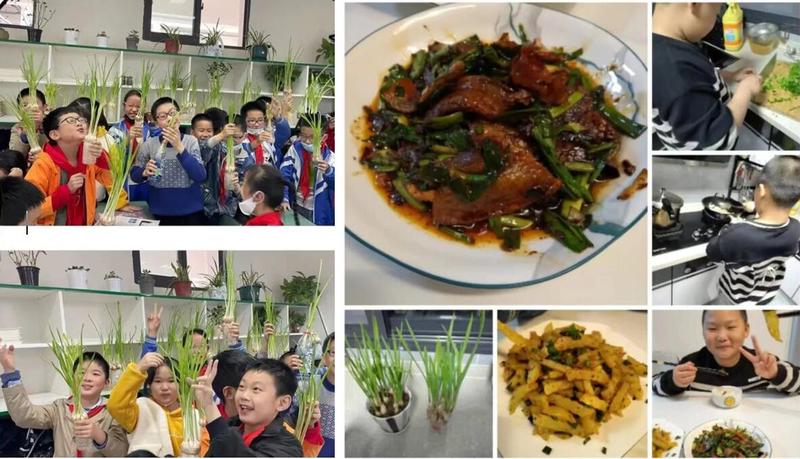 大蒜观察日记：生长的奇迹