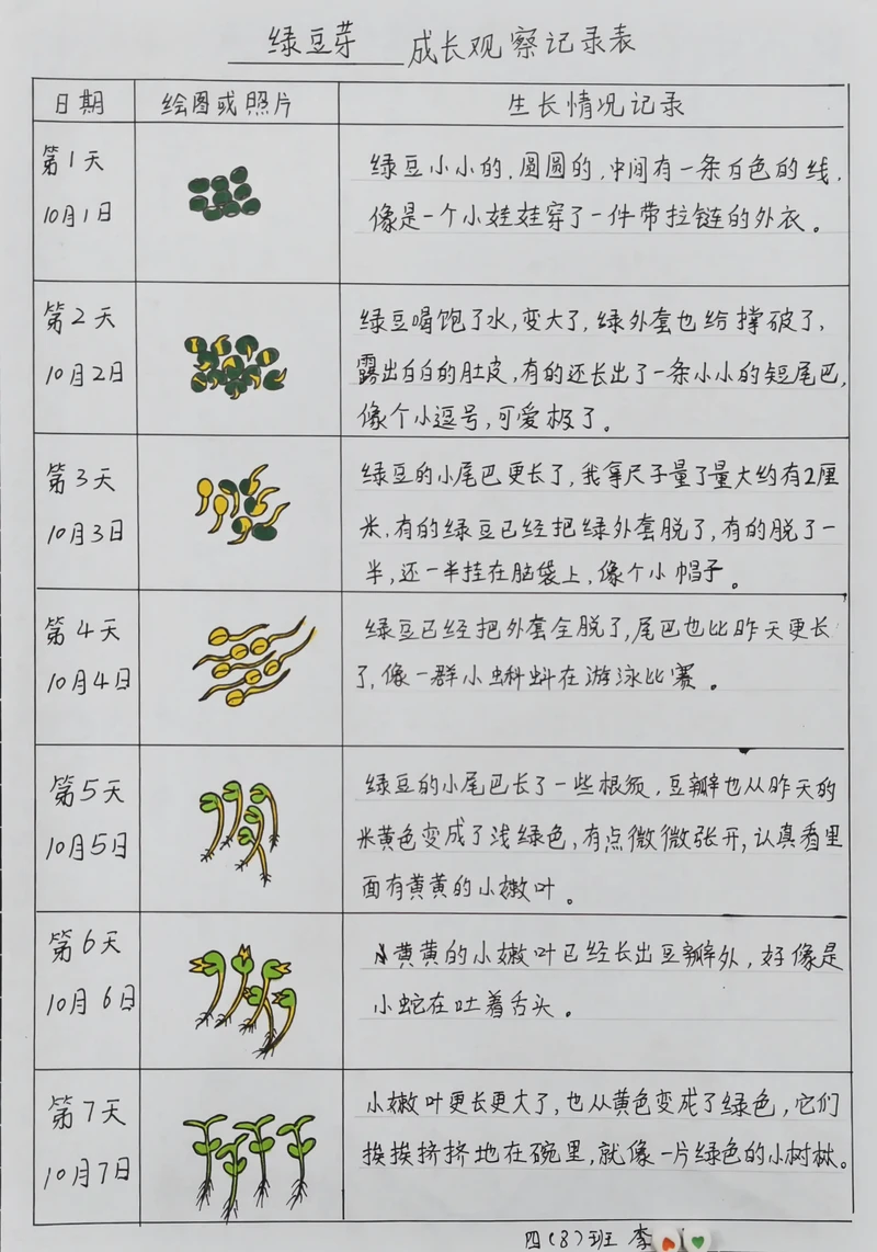 豆芽在碗里长出小惊喜