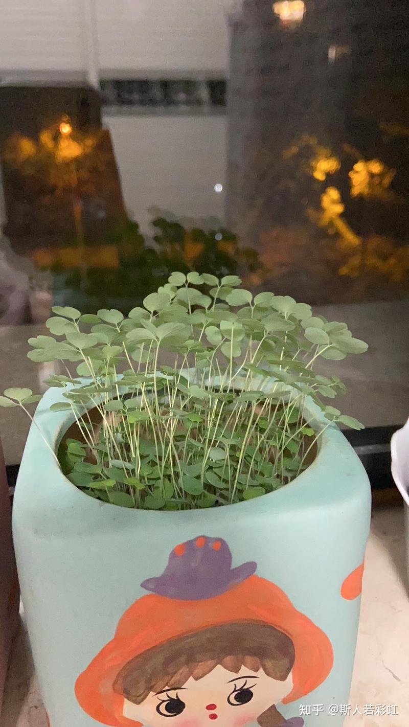 春日里的第一朵花开