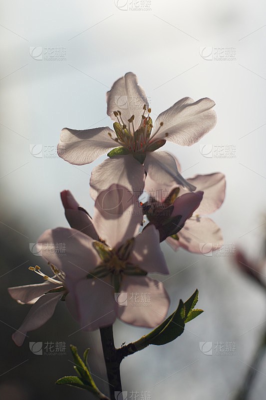 冬日里的梅花，绽放的不仅是美丽