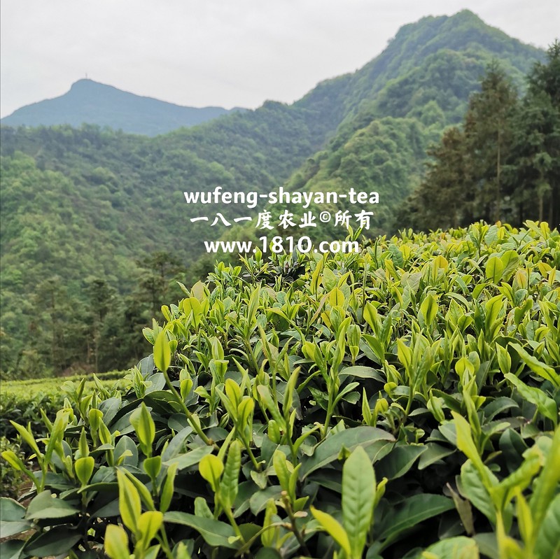 春日茶园里的小确幸