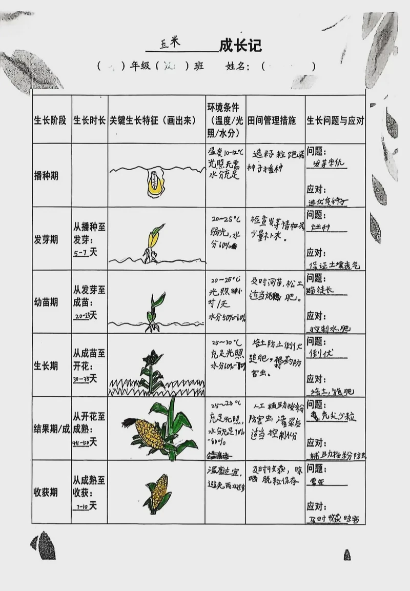 玉米地里的小确幸