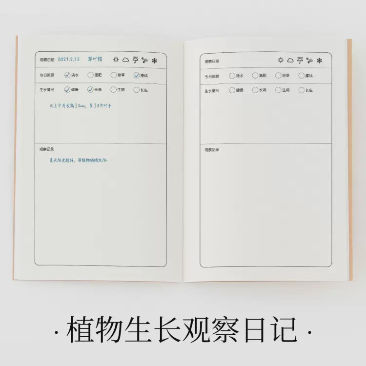 窗台上的小太阳