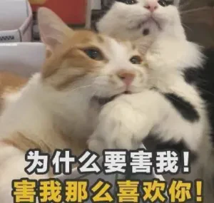 情话喵：爱的温暖与甜蜜