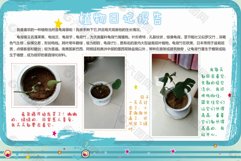 窗台上的小绿意：我的日记植物