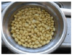 泡豆芽的第三天，终于长出小尾巴了