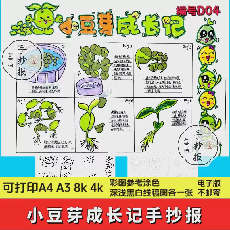 绿豆发芽记 绿豆发芽记