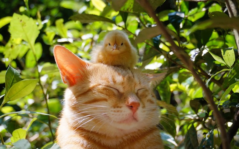 小鸡在窗台上的三天