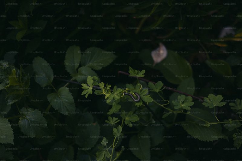植物大战僵尸的隐藏武器让我悟了 植物大战僵尸的隐藏武器让我悟了