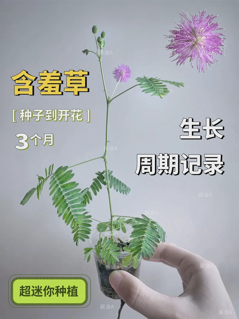 含羞草在窗台偷偷长大? 含羞草在窗台偷偷长大?