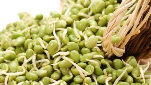 绿豆的奇妙成长日记：从种子到绿意盎然