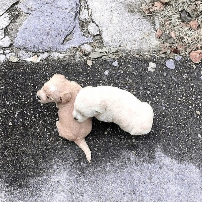 被一只狗“绑架”的周末：关于豆豆的碎碎念