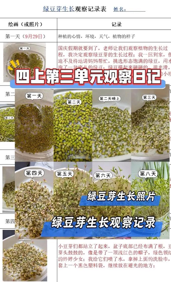 绿豆芽生长观察日记：生命的奇迹，每天都在发生