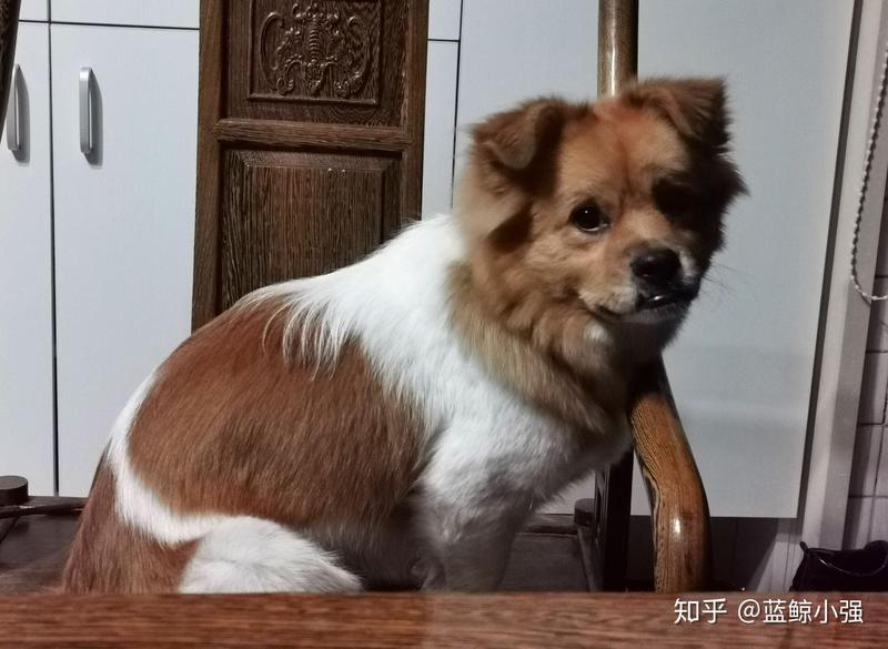 那只迷路的小猫