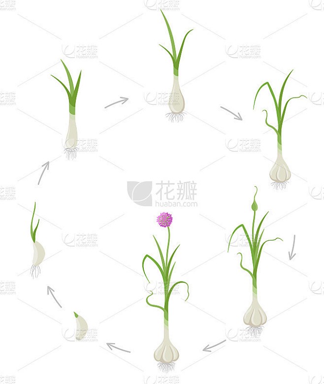 蒜苗的逆袭 蒜苗的逆袭