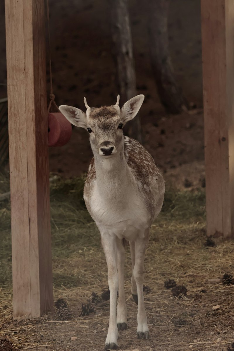 小鹿情话：那些让心怦怦跳的温柔告白