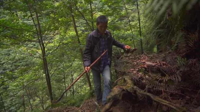 护林员巡山日记：林间风起时