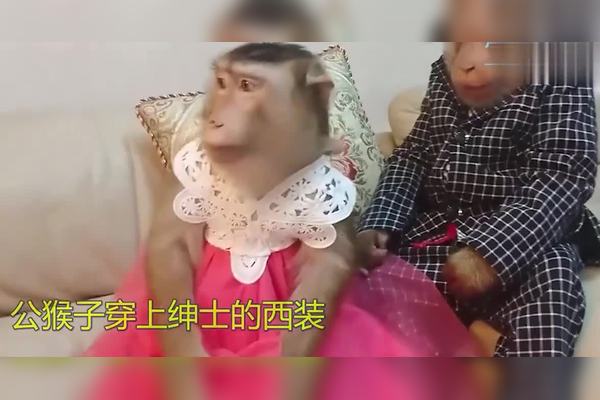 猴情话：爱情中的甜蜜与真诚