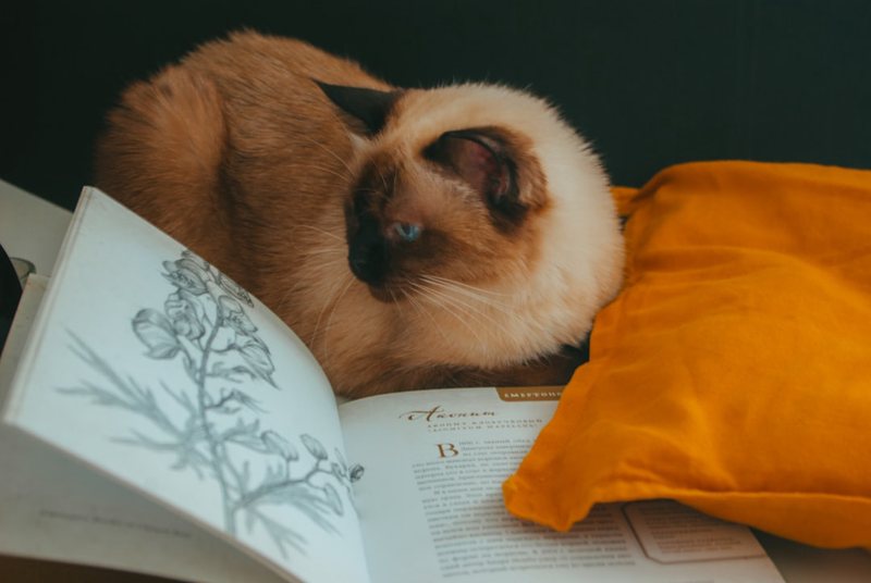 楼下那只总在阳台晒太阳的橘猫 楼下那只总在阳台晒太阳的橘猫