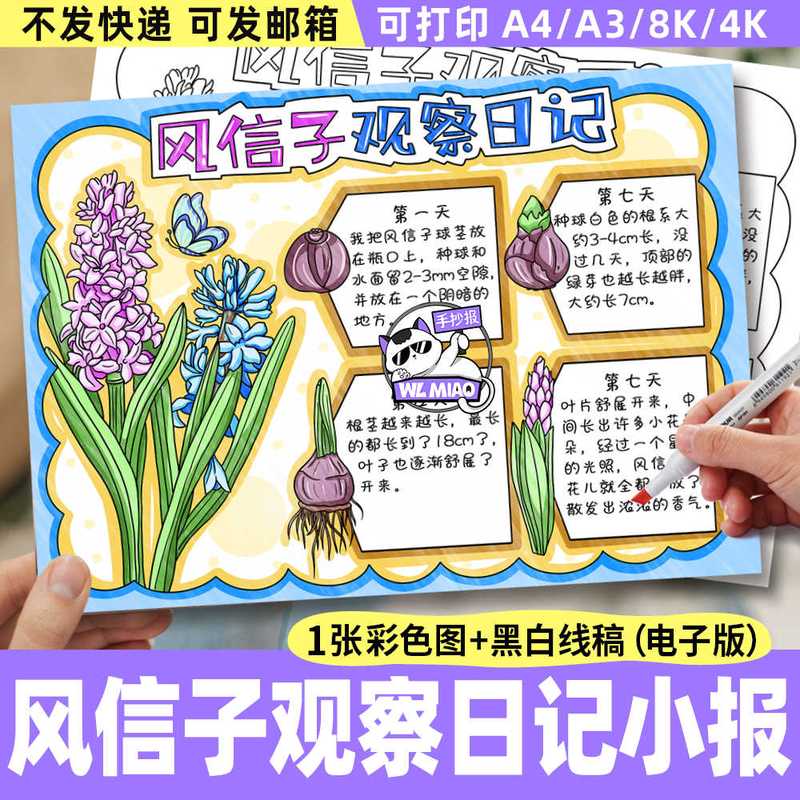 风信子的倔强生长