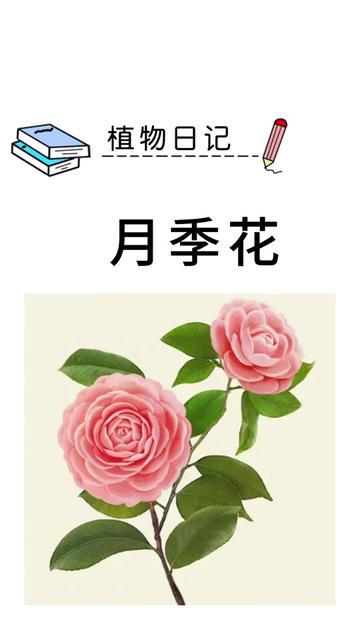 小绿芽的奇妙一天