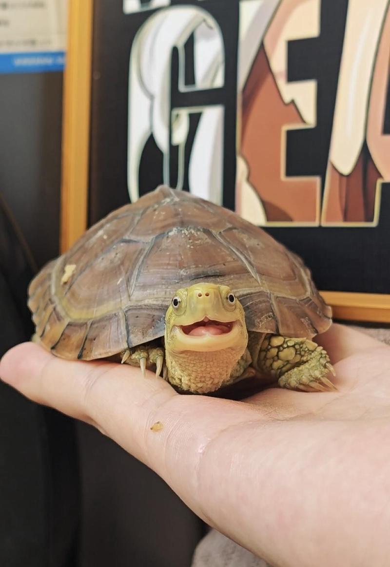 我养的那只乌龟，今天终于敢爬出盒子了？