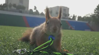 腮帮子都要鼓起来了·深秋的一天 腮帮子都要鼓起来了·深秋的一天