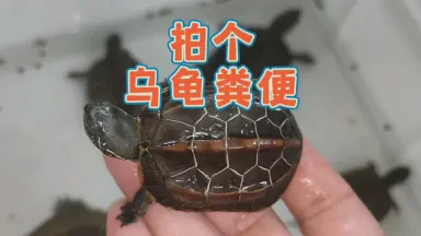 龟影中的时光流转? 龟影中的时光流转?