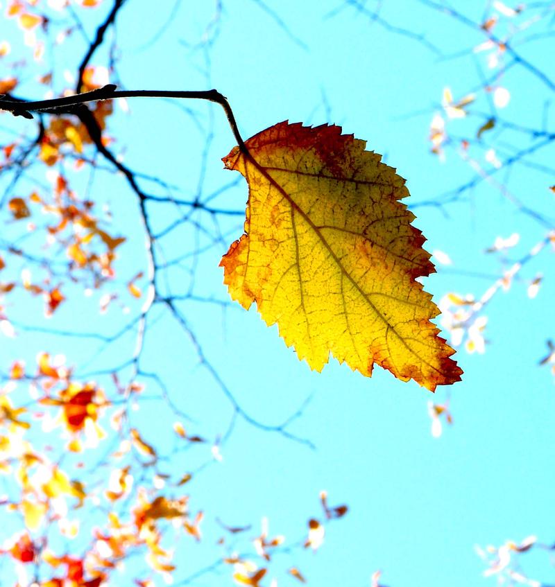 秋日私语｜落叶日记