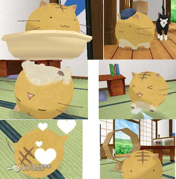 小猫观察日记｜毛茸茸的探险家