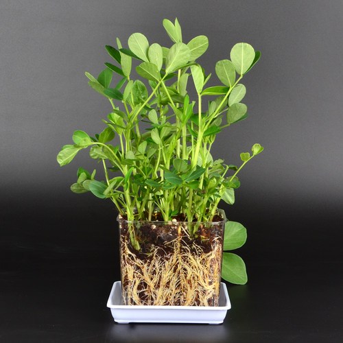 豆子的奇妙旅程! 豆子的奇妙旅程!