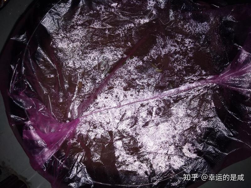 阳台上的“绿色灾难”·今天我决定拯救我的月季