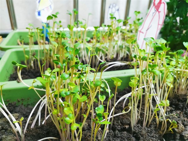 种蒜日记·第一次尝试