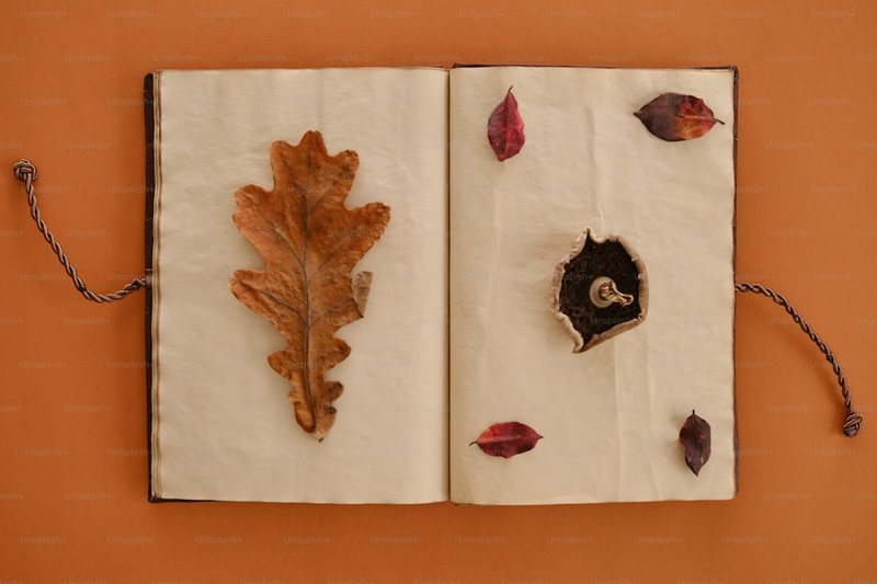 落叶与微笑—秋日的温馨邂逅