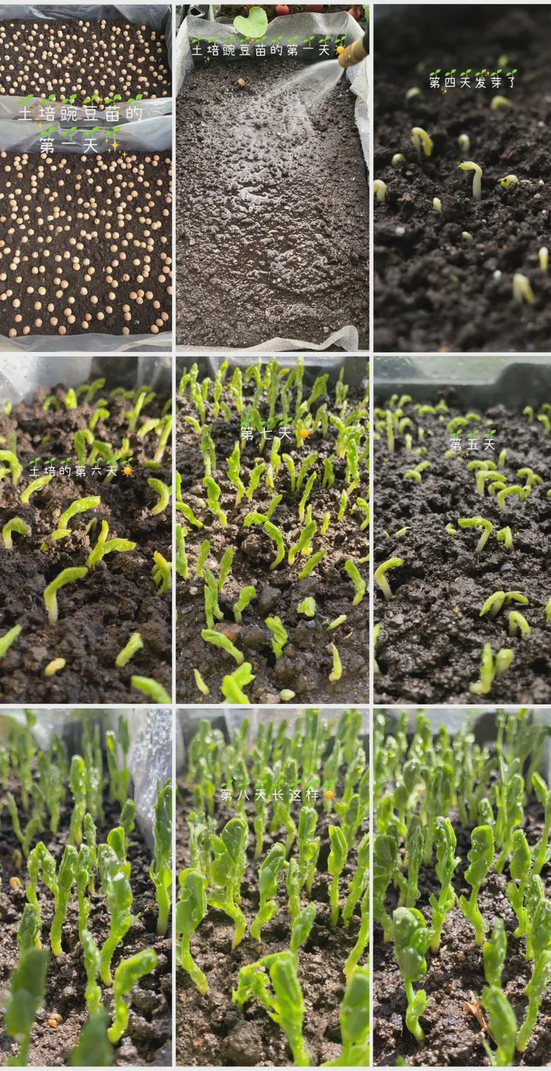 种豆子的意外收获! 种豆子的意外收获!