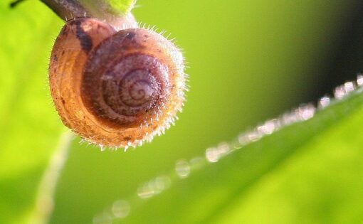 蜗牛今天居然爬到了窗台边！