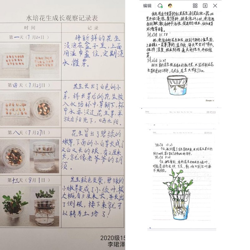 今天观察花生的那些事儿！