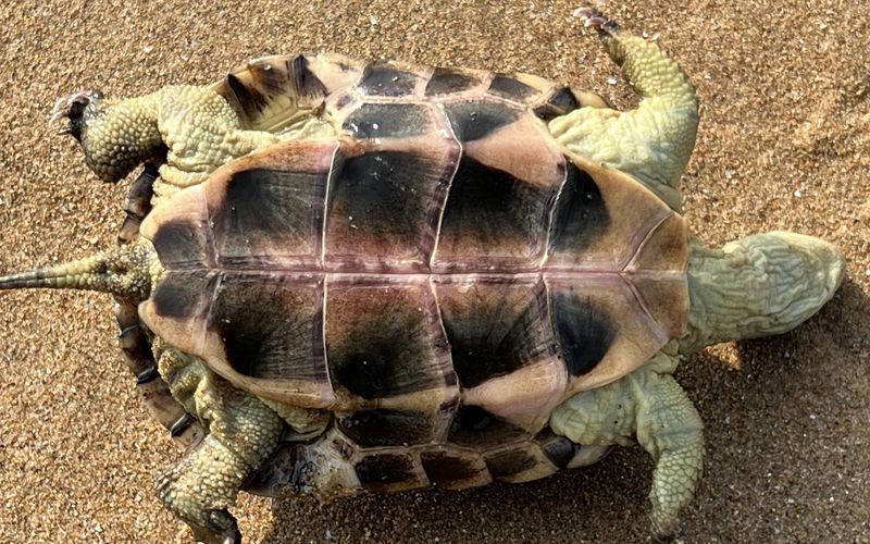 【观察日记】我家那只“慢吞吞”的龟，今天居然动了…