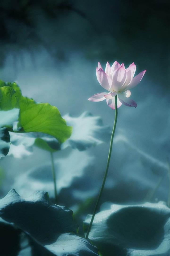 花间密语：古韵情话与花语传情